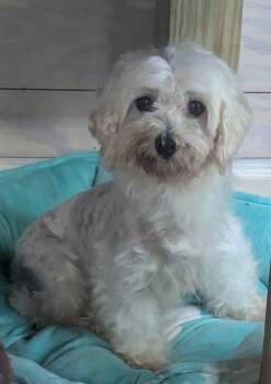 Merle -  Maltese Dog for Adoption in Anniston, Alabama - Merle | PetCurious