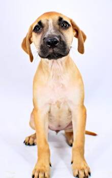 Quickstep -  Mastiff and Mixed Breed Dog for Adoption in Morton Grove, Illinois - Quickstep | PetCurious