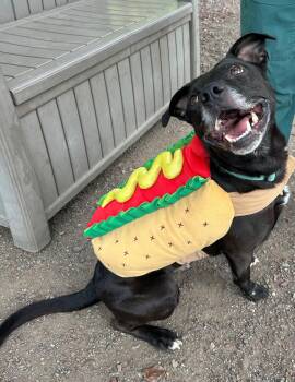 Nacho -  Staffordshire Bull Terrier Dog for Adoption in Phoenix, Oregon - Nacho | PetCurious