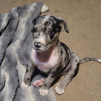 Marco 4577 -  Patterdale Terrier Fell Terrier Dog for Adoption in Loxahatchee Groves, Florida - Marco 4577 | PetCurious