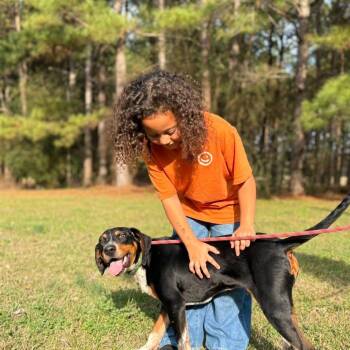 Atticus -  Bluetick Coonhound Dog for Adoption in Danville, Vermont - Atticus | PetCurious