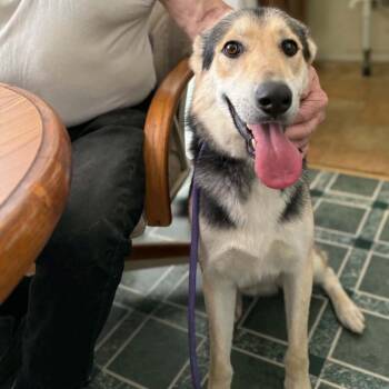 Mason -  German Shepherd Dog Dog for Adoption in Spring, Texas - Mason | PetCurious