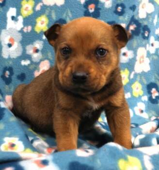 Shepherd Dogs Available for Adoption in Thief River Falls, Minnesota - Marley | PetCurious