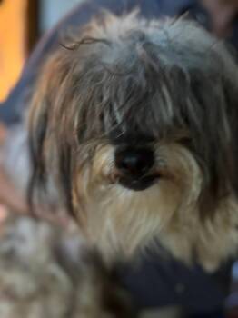 Shaggy -  Yorkie Poo Dog for Adoption in Matthews, North Carolina - Shaggy | PetCurious