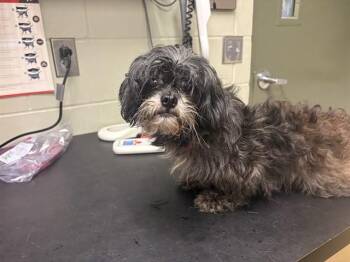 YODA -  Shih Tzu and Yorkshire Terrier Dog for Adoption in Minneapolis, Minnesota - YODA | PetCurious