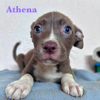 Rescue American Staffordshire Terrier Dogs for Adoption in Spring, Texas - Athena | PetCurious