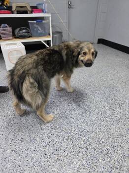 Bam Bam -  Great Pyrenees and Mixed Breed Dog for Adoption in Holbrook, Arizona - Bam Bam | PetCurious