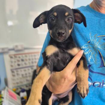 Claire -  Shepherd Dog for Adoption in Wahiawa, Hawaii - Claire | PetCurious