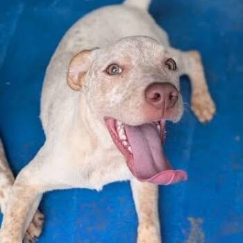 Rescue Pointer Dogs for Adoption in Bethel, Connecticut - Edith | PetCurious