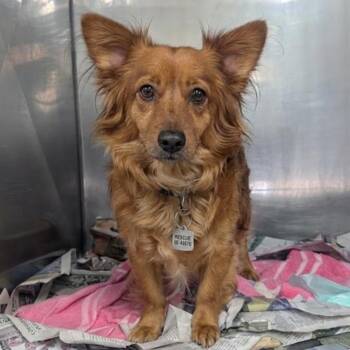 Dachshund Dogs Available for Adoption in Jefferson City, Tennessee - Angel | PetCurious