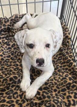 Dalmatian Dogs Available for Adoption in San Antonio, Texas - IVY | PetCurious
