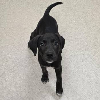 Sandy River -  Labrador Retriever and Mixed Breed Dog for Adoption in Chatham, Virginia - Sandy River | PetCurious