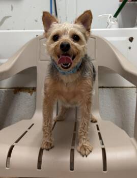 Rhett (bonded with Scarlett) -  Yorkshire Terrier Dog for Adoption - Rhett (bonded With Scarlett) | PetCurious