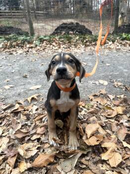 Rescue Hound and German Shepherd Dog Dogs for Adoption in Hughesville, Maryland - Mack | PetCurious