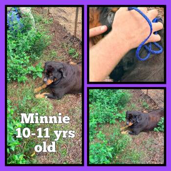 Minnie -  Rottweiler Dog for Adoption in Deering, New Hampshire - Minnie | PetCurious