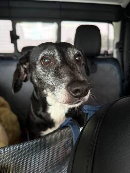 Cooper -  Mixed Breed and Whippet Dog for Adoption in North Berwick, Maine - Cooper | PetCurious