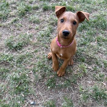 Irish Terrier Dogs Available for Adoption - Bailey | PetCurious