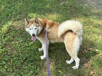 Husky Dogs Available for Adoption - Jasmine | PetCurious