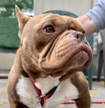 McCafe -  French Bulldog Dog for Adoption in Oakland, California - McCafe | PetCurious