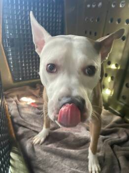 Rescue Mixed Breed Dogs for Adoption in Cincinnati, Ohio - Cloven | PetCurious