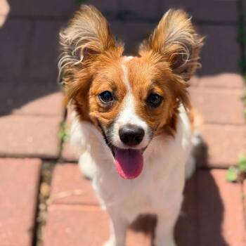 Papillon and Mixed Breed Dogs Available for Adoption in Dysart, Iowa - Star | PetCurious