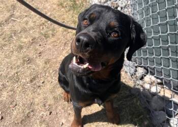JAX -  Rottweiler Dog for Adoption in Colorado Springs, Colorado - JAX | PetCurious