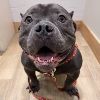 American Bully and Bulldog Dogs Available for Adoption in Bryan, Texas - Cooley | PetCurious