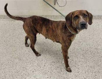 Sawyer Marie -  Hound and Mixed Breed Dog for Adoption in Kansas City, Missouri - Sawyer Marie | PetCurious
