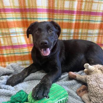 Oscar 052709A -  Retriever and Shepherd Dog for Adoption in Amory, Mississippi - Oscar 052709A | PetCurious