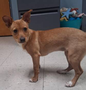 Rescue Chihuahua Dogs for Adoption in Onancock, Virginia - Kelly | PetCurious