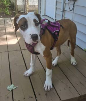 American Staffordshire Terrier Dogs Available for Adoption in Livonia, Michigan - Percy | PetCurious