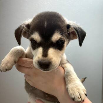Jasper -  Mixed Breed Dog for Adoption in North Battleford, Saskatchewan - Jasper | PetCurious