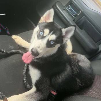 Kilak -  Husky Dog for Adoption in Mount Vernon, Arkansas - Kilak | PetCurious