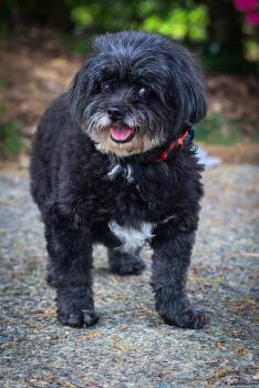 Poodle Dogs Available for Adoption - Priya Paisley | PetCurious
