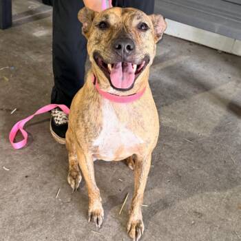 Marbles ( Maggie ) -  Terrier Dog for Adoption in Tampa, Florida - Marbles ( Maggie ) | PetCurious