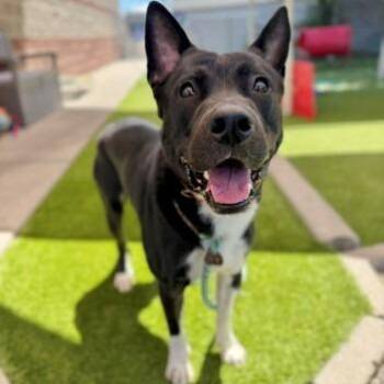 Sparta -  Mixed Breed Dog for Adoption in Salt Lake City, Utah - Sparta | PetCurious