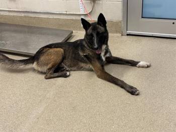 SKIPPER -  Belgian Shepherd Malinois and Mixed Breed Dog for Adoption in Grand Prairie, Texas - SKIPPER | PetCurious