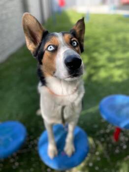 Suki -  Australian Shepherd Dog Available for Adoption in Salt Lake City, Utah - Suki | PetCurious