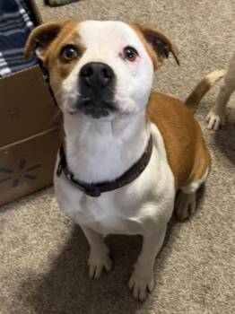 Hers -  Mixed Breed Dog for Adoption in Campbellsville, Kentucky - Hers | PetCurious