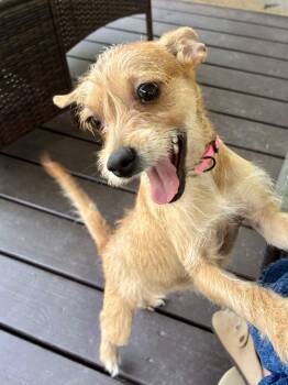 Boogie -  Terrier and Portuguese Podengo Dog for Adoption in Austin, Texas - Boogie | PetCurious