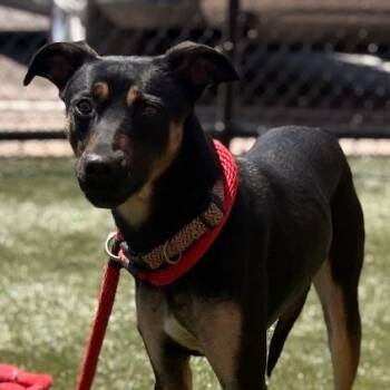 Mixed Breed Dogs Available for Adoption in Philadelphia, Pennsylvania - Fellow | PetCurious