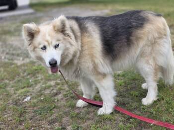 Bella -  Alaskan Malamute and German Shepherd Dog Dog for Adoption in Shelby, Michigan - Bella | PetCurious