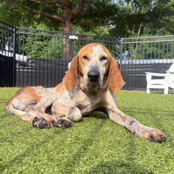 Dalton -  English Coonhound Dog for Adoption in Charlottesville, Virginia - Dalton | PetCurious