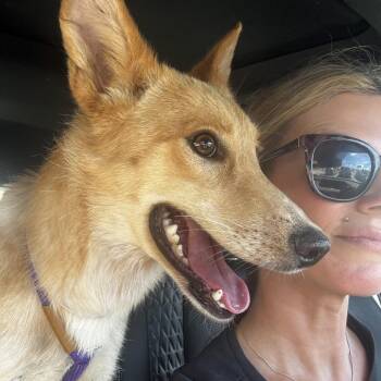 Tuscany -  Cattle Dog and Golden Retriever Dog for Adoption in Los Angeles, California - Tuscany | PetCurious
