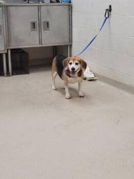 Bella(315) -  Beagle Dog for Adoption in Marietta, Georgia - Bella(315) | PetCurious