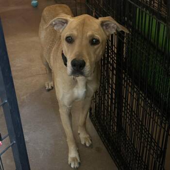 Yellow Labrador Retriever Dogs Available for Adoption in Flagstaff, Arizona - Penne | PetCurious