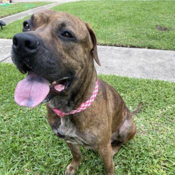 Rescue Mixed Breed Dogs for Adoption in Houston, Texas - Frank | PetCurious