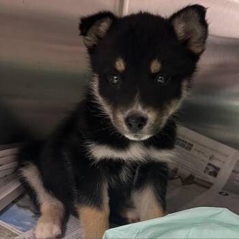 Shepherd and Mixed Breed Dogs Available for Adoption in Ardmore, Oklahoma - Yagger | PetCurious