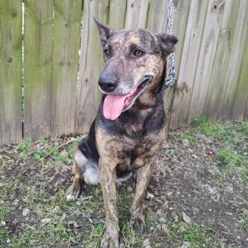 Pit Bull Terrier Dogs Available for Adoption in Corsicana, Texas - Veronika D46453 | PetCurious