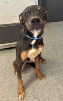 Kricket -  Pit Bull Terrier and Mixed Breed Dog for Adoption in Port Allen, Louisiana - Kricket | PetCurious